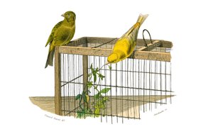 Tablica historii naturalnej: Tablica zoologiczna przedstawiająca wróblowe wróblowe (stożkowy dziób). Wyspy Kanaryjskie. Talerz narysowany z dziewięciu tomów o ptakach w „Dzieła pełne Buffona”” autorstwa przyrodnika Georgesa Louisa Leclerca, hrabiego Buffon