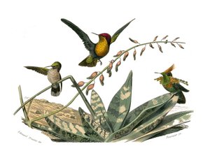 Tablica historii naturalnej: Tablica zoologiczna przedstawiająca wróblowe wróblowe (stożkowy dziób). Latający ptaszek, mały ptaszek i dudek. Talerz narysowany z dziewięciu tomów o ptakach w „Dzieła pełne Buffona”” napisanym przez przyrodnika George autorstwa Edouard Travies