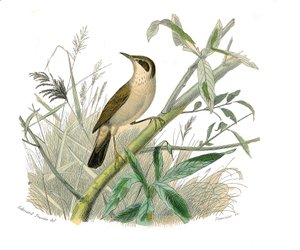Tablica historii naturalnej: Tablica zoologiczna przedstawiająca wróblowe wróblowe (stożkowy dziób). Ruda. Talerz narysowany z dziewięciu tomów o ptakach w „Dzieła pełne Buffona”” autorstwa przyrodnika Georgesa Louisa Leclerca, hrabiego Buffon (1707-1788) autorstwa Edouard Travies