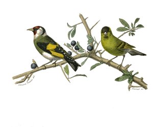 Tablica historii naturalnej: Tablica zoologiczna przedstawiająca wróblowe wróblowe