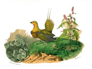 Tablica historii naturalnej: Tablica zoologiczna przedstawiająca gallinaces: ganga. Talerz narysowany z dziewięciu tomów o ptakach w „Dzieła kompletne Buffona”” napisany przez przyrodnika Georgesa Louisa Leclerca, hrabiego Buffona autorstwa Edouard Travies