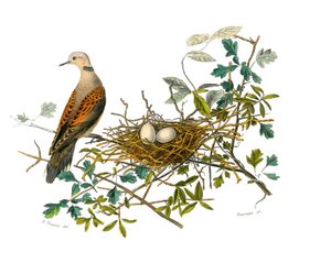 Tablica historii naturalnej: Tablica zoologiczna przedstawiająca gallinaces: gołąb w pobliżu gniazda. Talerz narysowany z dziewięciu tomów o ptakach w „Dzieła kompletne Buffona”” napisany przez przyrodnika Georgesa Louisa Leclerca, hrabiego Buffon (1707-17