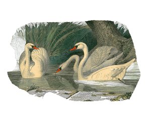 Tablica historii naturalnej: Tablica zoologiczna przedstawiająca palmipede lamellirostrous autorstwa Edouard Travies
