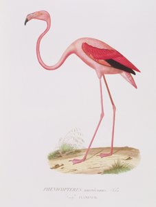 Phenicopterus americanus (Flamenco) (sic!) rytowane przez Fourniera, wyd. przez Bougeard autorstwa Edouard Travies
