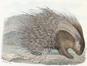 Epos wieprzowy (porc-epic) - „Alfabet ilustruje zwierzęta” XIX wiek (rycina)