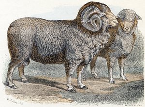 Owca- „Alfabet ilustruje zwierzęta” XIX w. (grawerunek)