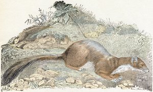 Snoopy- „Alfabet ilustruje zwierzęta” XIX wiek (grawerunek) autorstwa Edouard Travies