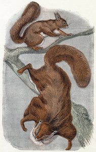 Wiewiórki- „Alfabet ilustruje zwierzęta” XIX wiek (grawerunek) autorstwa Edouard Travies