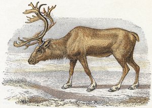 Xandarus - „Alfabet przedstawia zwierzęta” XIX wiek (grawerunek) autorstwa Edouard Travies