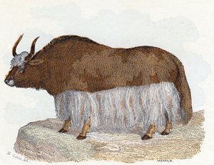 Yack (yak) - „Alfabet ilustruje zwierzęta” XIX wiek (grawerunek)