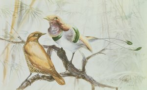 Rajski Król, 1909 (wc na papierze) autorstwa Edward Adrian Wilson