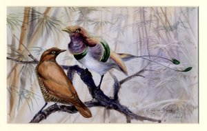Rajski król, 1909 (wc na papierze) autorstwa Edward Adrian Wilson