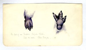 Dwa opracowania stopy pisklęcia pingwina cesarskiego, 1901-04 (wc na papierze) autorstwa Edward Adrian Wilson