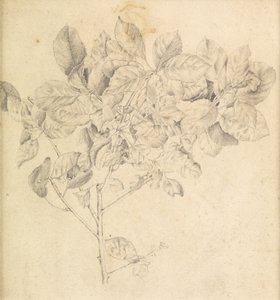Studium dla sadu jabłkowego autorstwa Edward Burne Jones