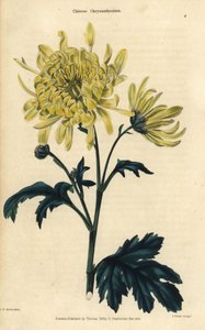  autorstwa Edward Dalton Smith