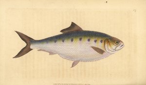 Allis Shad, Alosa alosa (Shad, Clupea alosa). Ręcznie barwiony miedzioryt narysowany i rytowany przez Edwarda Donovana z jego Natural History of British Fishes, Donovan and F.C. i J. Rivington, Londyn autorstwa Edward Donovan