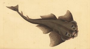 Angelshark, Squatina squatina. Krytycznie zagrożony. (Rekin anioł, Squallus squatinus). Ręcznie barwiony miedzioryt narysowany i rytowany przez Edwarda Donovana z jego Natural History of British Fishes, Donovan and F.C. i J. Rivington, Londyn