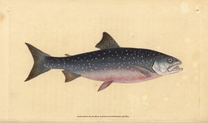 Golec pospolity, Salvelinus alpinus alpinus (łosoś alpejski, Salmo alpinus). Ręcznie barwiony miedzioryt narysowany i rytowany przez Edwarda Donovana z jego Natural History of British Fishes, Donovan and F.C. i J. Rivington, Londyn autorstwa Edward Donovan