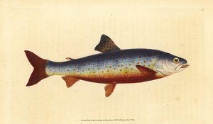 Golec arktyczny , Salvelinus alpinus alpinus ( Golec , Salmo salvelinus ). Ręcznie barwiony miedzioryt narysowany i rytowany przez Edwarda Donovana z jego Natural History of British Fishes, Donovan and F.C. i J. Rivington, Londyn