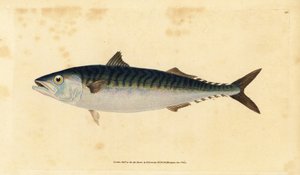 Makrela atlantycka, Scomber scombrus (Mackarel, Scomber scomber). Ręcznie barwiony miedzioryt narysowany i rytowany przez Edwarda Donovana z jego Natural History of British Fishes, Donovan and F.C. i J. Rivington, Londyn autorstwa Edward Donovan