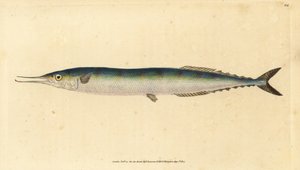 Saura atlantycka, Scomberesox saurus saurus (Spiper, Esox saurus). Ręcznie barwiony miedzioryt narysowany i rytowany przez Edwarda Donovana z jego Natural History of British Fishes, Donovan and F.C. i J. Rivington, Londyn