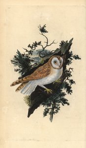 Płomykówka, Tyto alba. Ręcznie kolorowany miedzioryt rysowany i grawerowany przez Edwarda Donovana z jego własnej „Historii naturalnej ptaków brytyjskich”, Londyn autorstwa Edward Donovan