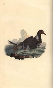 Śmieszka, Chroicocephalus ridibundus, w upierzeniu letnim z brązową głową. Ręcznie kolorowany miedzioryt rysowany i grawerowany przez Edwarda Donovana z jego własnej „Historii naturalnej ptaków brytyjskich”, Londyn autorstwa Edward Donovan