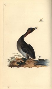 Perkoz podbródkowy czarny, Podiceps hebridicus. (Mały perkoz, Tachybaptus ruficollis?) Ręcznie barwiony miedzioryt narysowany i grawerowany przez Edwarda Donovana z jego własnej „Historii naturalnej ptaków brytyjskich”, Londyn autorstwa Edward Donovan