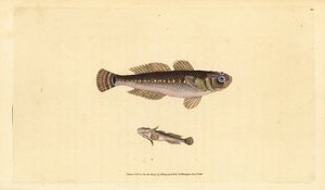 Czarna babka, Gobius niger. Ręcznie barwiony miedzioryt narysowany i rytowany przez Edwarda Donovana z jego Natural History of British Fishes, Donovan and F.C. i J. Rivington, Londyn autorstwa Edward Donovan