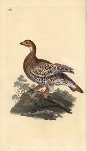 Cietrzew lub blackgame, Tetrao tetrix. Ręcznie kolorowany miedzioryt rysowany i grawerowany przez Edwarda Donovana z jego własnej „Historii naturalnej ptaków brytyjskich”, Londyn autorstwa Edward Donovan