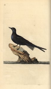 Rybitwa czarna, Chlidonias niger. Ręcznie barwiony miedzioryt rysowany i grawerowany przez Edwarda Donovana z jego własnej „Historii naturalnej ptaków brytyjskich”, Londyn autorstwa Edward Donovan
