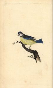 Modraszka, Cyanistes caeruleus. Ręcznie kolorowany miedzioryt rysowany i grawerowany przez Edwarda Donovana z jego własnej „Historii naturalnej ptaków brytyjskich”, Londyn autorstwa Edward Donovan