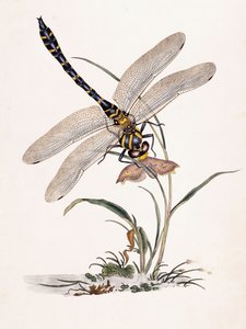 Ważka Boltona autorstwa Edward Donovan