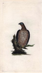 Bondree jest miłosierny. Pernis apivorus (Falco apivorus). Miedzioryt autorstwa Edwarda Donovana (1768-1837), opublikowany w Natural History of British Birds, Londyn autorstwa Edward Donovan