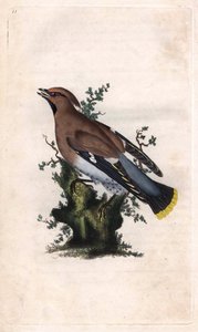Borealny jaspis. Bombycilla garrulus (Ampelis garrulus). Miedzioryt autorstwa Edwarda Donovana (1768-1837), opublikowany w Natural History of British Birds, Londyn autorstwa Edward Donovan