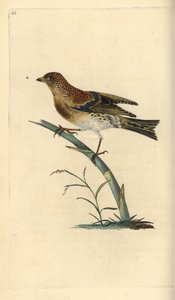 Brambling, Fringilla montifringilla. Ręcznie kolorowany miedzioryt narysowany i wygrawerowany przez Edwarda Donovana z jego własnej "Natural History of British Birds", Londyn. autorstwa Edward Donovan