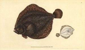 Brill lub perła, romb Scophthalmus (Pleuronectes rhombus). Ręcznie barwiony miedzioryt narysowany i rytowany przez Edwarda Donovana z jego Natural History of British Fishes, Donovan and F.C. i J. Rivington, Londyn autorstwa Edward Donovan