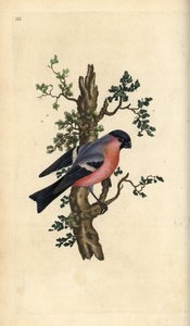 Gil zwyczajny, Pyrrhula pyrrhula. Ręcznie barwiony miedzioryt rysowany i grawerowany przez Edwarda Donovana z jego własnej „Historii naturalnej ptaków brytyjskich”, Londyn autorstwa Edward Donovan