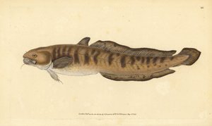 Miętus, Lota lota (Gadus lota). Ręcznie barwiony miedzioryt narysowany i rytowany przez Edwarda Donovana z jego Natural History of British Fishes, Donovan and F.C. i J. Rivington, Londyn autorstwa Edward Donovan