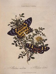 Motyle: Phalaena Militaris, Phalaena Lectrix, wyd. przez artystę autorstwa Edward Donovan