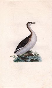 Perkoz Castagny. Tachybaptus ruficollis (Podiceps nigricans). Miedzioryt autorstwa Edwarda Donovana (1768-1837), opublikowany w Natural History of British Birds, Londyn autorstwa Edward Donovan