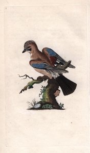Chenes Jay. Garrulus glandarius (Corvus glandarius). Miedzioryt autorstwa Edwarda Donovana (1768-1837), opublikowany w Natural History of British Birds, Londyn autorstwa Edward Donovan