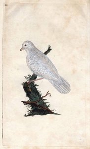Sójka Chenesa. Garrulus glandarius. Miedzioryt autorstwa Edwarda Donovana (1768-1837), opublikowany w Natural History of British Birds, Londyn autorstwa Edward Donovan