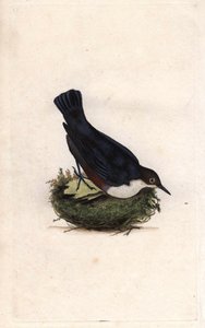 Nurek z kręgu. Cinclus cinclus (Sturnus cinclus). Miedzioryt autorstwa Edwarda Donovana (1768-1837), opublikowany w Natural History of British Birds, Londyn autorstwa Edward Donovan