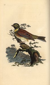Trznadel, Emberiza cirlus. Ręcznie barwiony miedzioryt rysowany i grawerowany przez Edwarda Donovana z jego własnej „Historii naturalnej ptaków brytyjskich”, Londyn autorstwa Edward Donovan