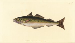 Czarniak lub czarniak, Pollachius virens (Gadus carbonarius). Ręcznie barwiony miedzioryt narysowany i rytowany przez Edwarda Donovana z jego Natural History of British Fishes, Donovan and F.C. i J. Rivington, Londyn autorstwa Edward Donovan