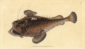 Pospolita ryba żabnica, Lophius piscatorius. Ręcznie barwiony miedzioryt narysowany i rytowany przez Edwarda Donovana z jego Natural History of British Fishes, Donovan and F.C. i J. Rivington, Londyn