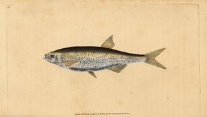 Ukleja pospolita, Alburnus alburnus (Cyprinus alburnus). Ręcznie barwiony miedzioryt narysowany i rytowany przez Edwarda Donovana z jego Natural History of British Fishes, Donovan and F.C. i J. Rivington, Londyn autorstwa Edward Donovan