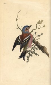 Zięba zwyczajna, Fringilla coelebs. Ręcznie kolorowany miedzioryt rysowany i grawerowany przez Edwarda Donovana z jego własnej „Historii naturalnej ptaków brytyjskich”, Londyn autorstwa Edward Donovan