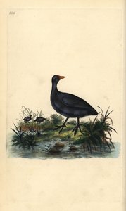 Łyska pospolita, Fulica atra. Ręcznie kolorowany miedzioryt rysowany i grawerowany przez Edwarda Donovana z jego własnej „Historii naturalnej ptaków brytyjskich”, Londyn autorstwa Edward Donovan